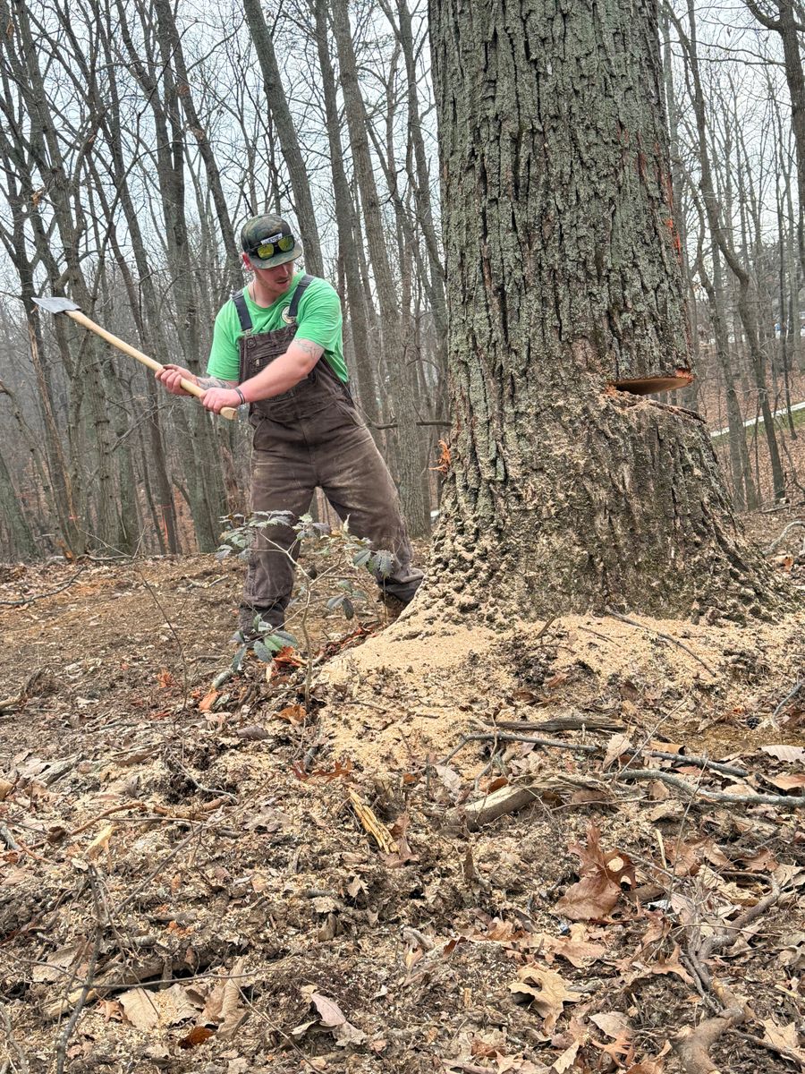 Tree Removal for Lanes Outdoor Solutions in Lexington, NC