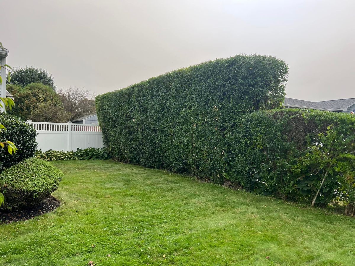 Shrub Trimming for Jose & Sons Landscaping in New Bedford, MA