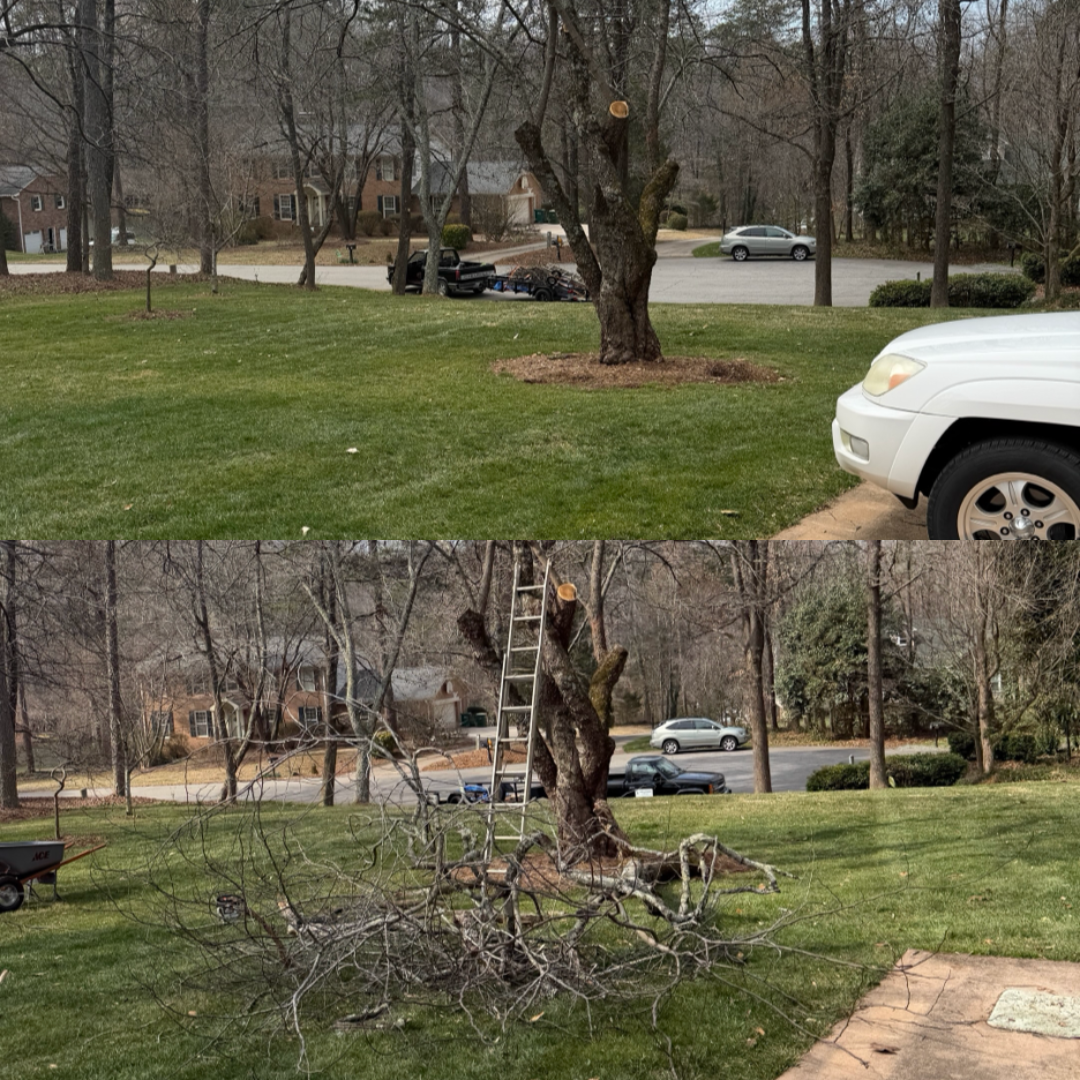 Tree & Shrub Care for Holloway Yard Company in Greensboro, NC
