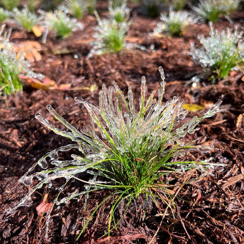 Erosion Control / Water Management for Christina King Landscape Design in West Raleigh, NC