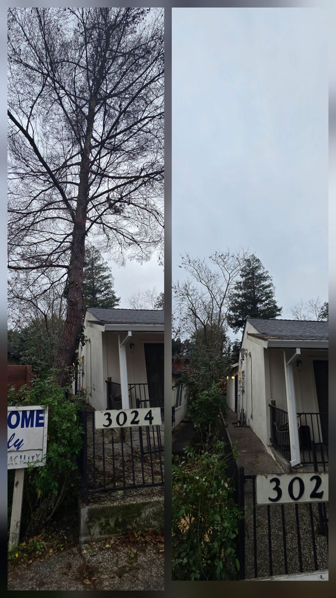 Hazardous Tree Services for George Staddan's Professional Tree Care in Placerville, CA