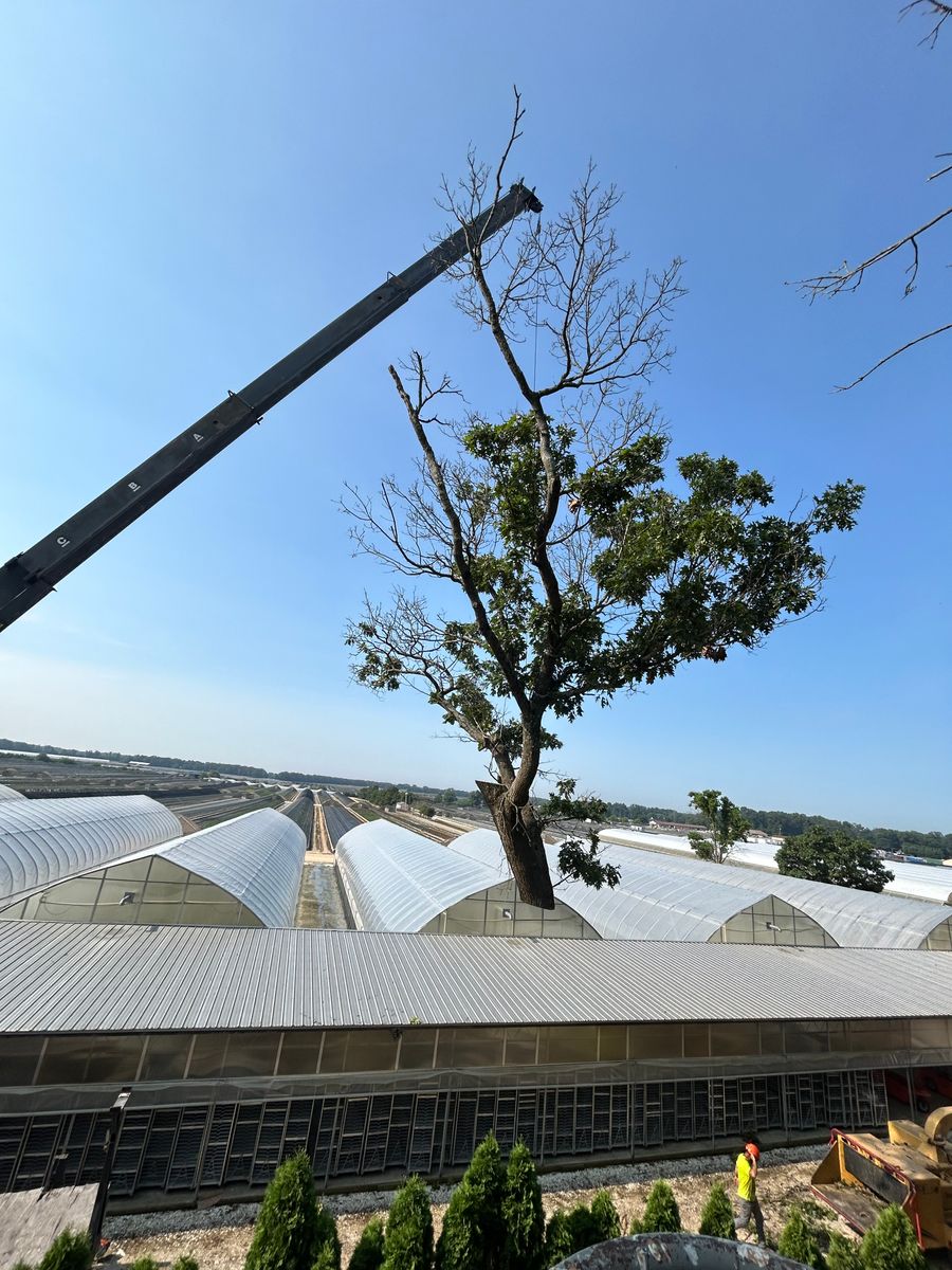 Tree Trimming for Hingewood Tree Service in Salem, NJ