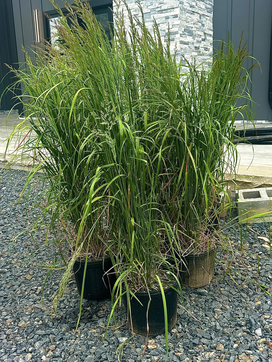Planting & Pruning for Tony Monaco Landscaping Inc. in Orange County, NY