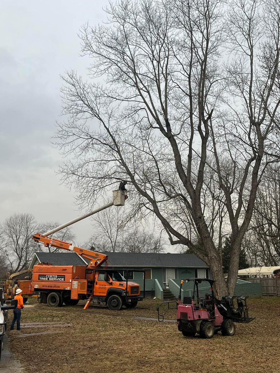 Tree Trimming for Curtis Tree Service LLC in Hopkins County, KY