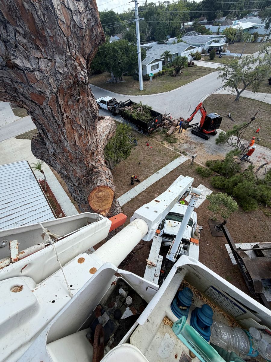 Tree Removal for Damian’s Tree Care in Sarasota, FL