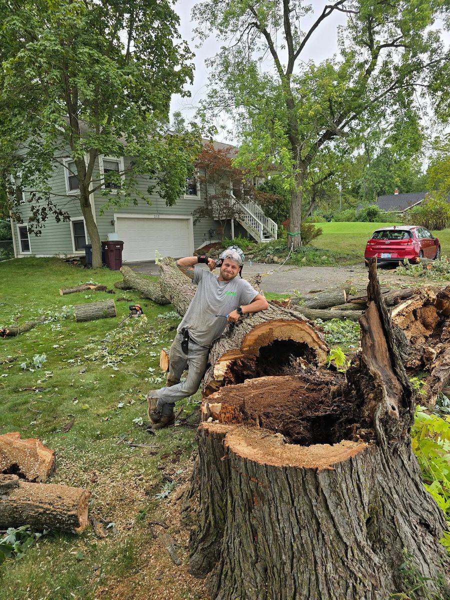 Tree Removal for D Hale Tree Service in Dexter, MI