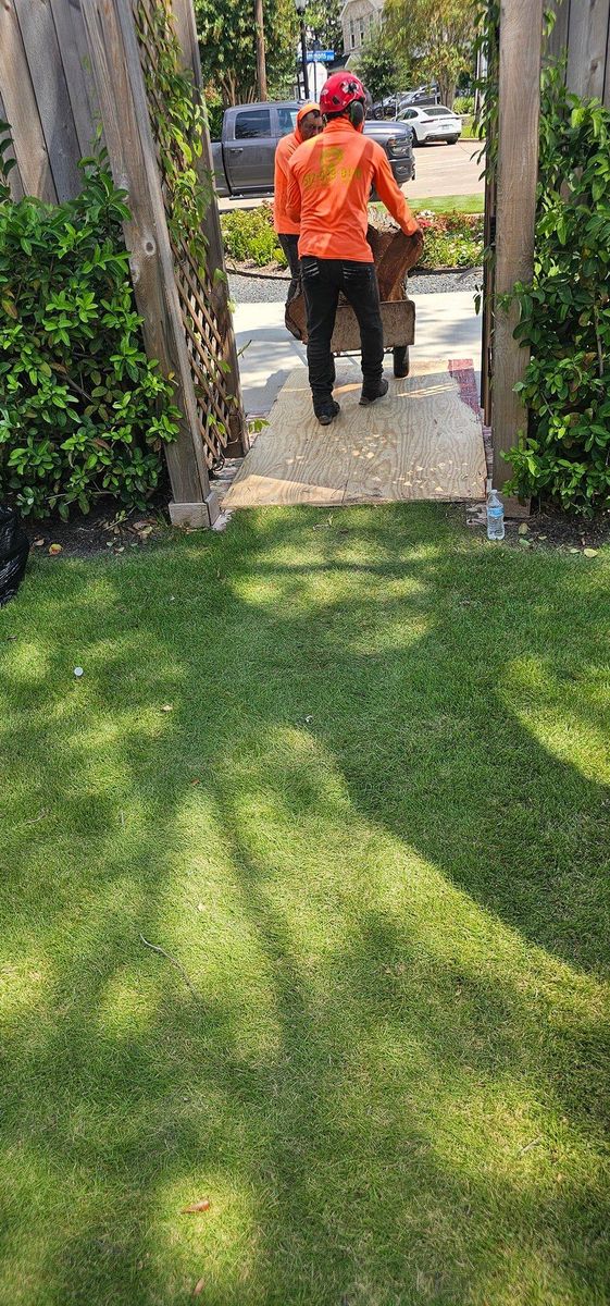 Fall Clean Up for Servin's Tree Care  in Houston, TX