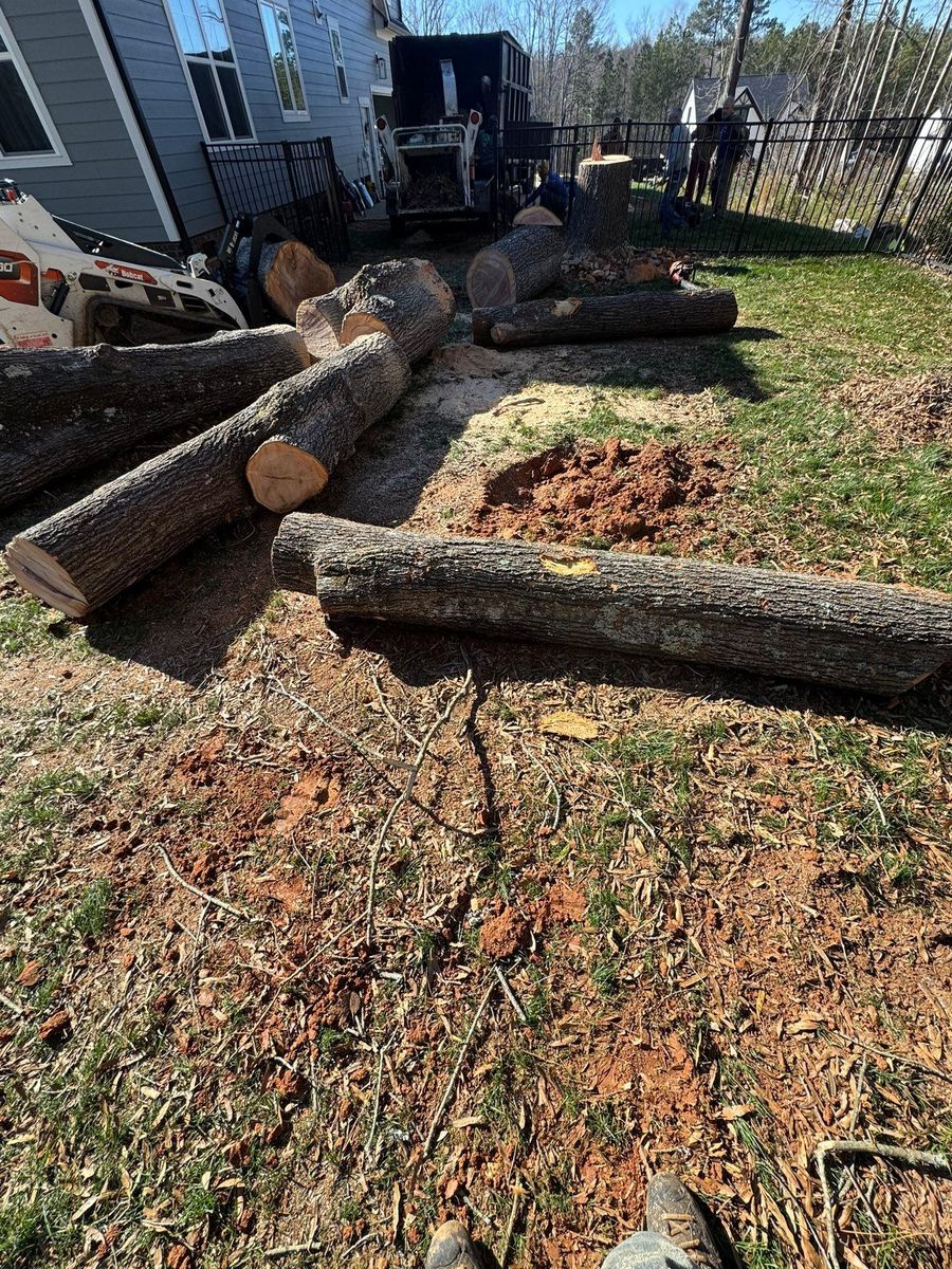 Tree Removal for Pedro's Tree Removal in Charlotte, NC