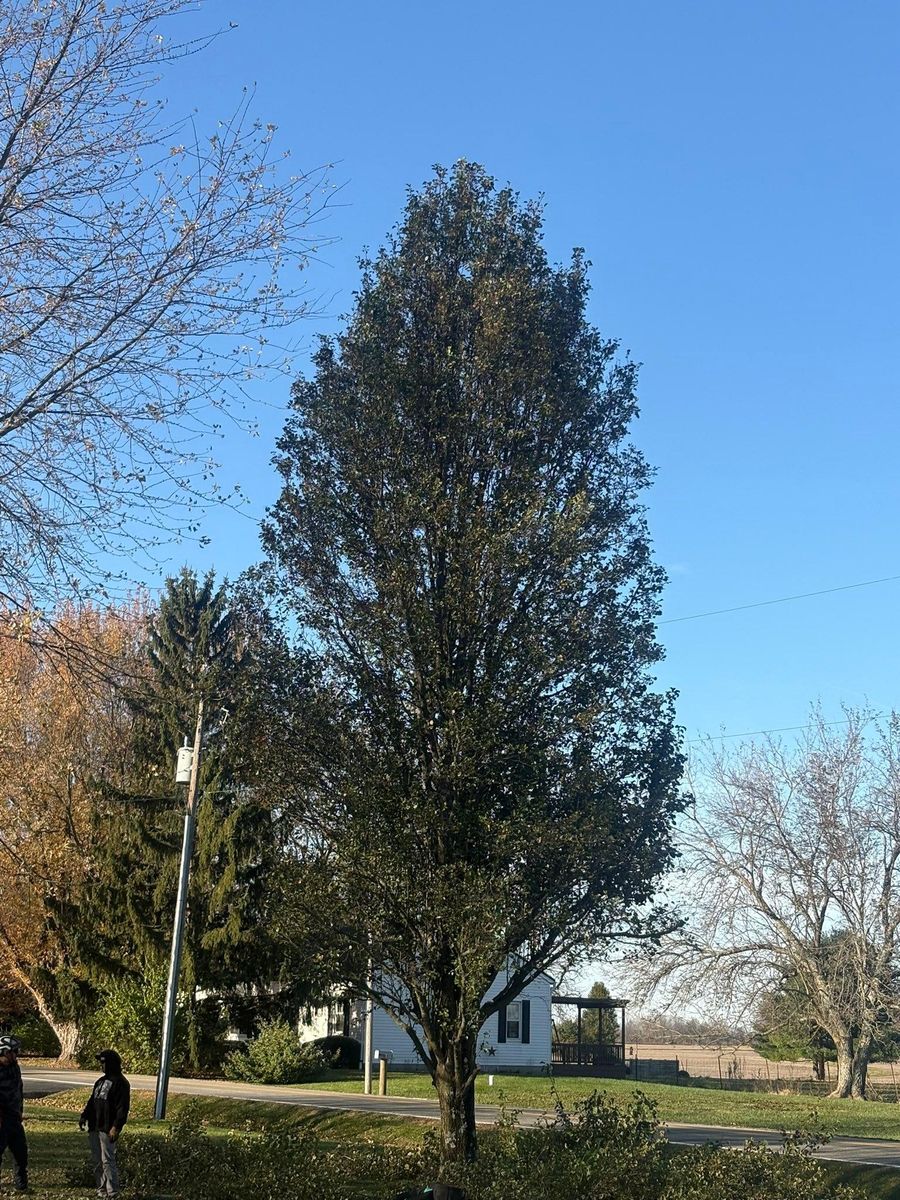 Tree Trimming for Dig-It Tree Company in Mason, OH