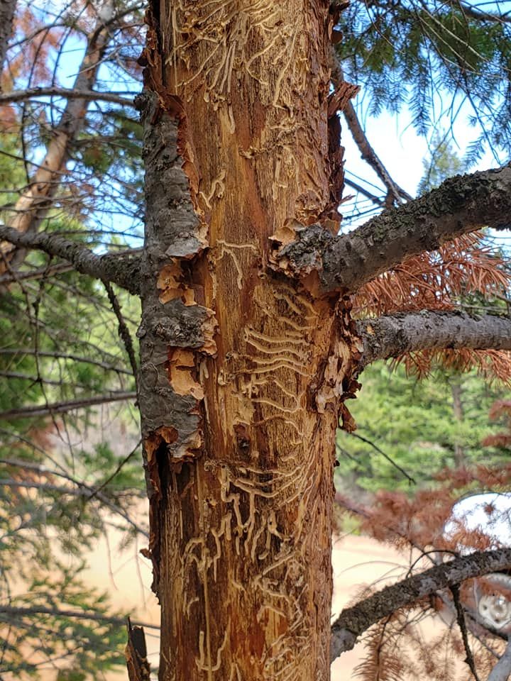 Tree Risk Consultation for Beetle Busters LLC in Centennial, CO