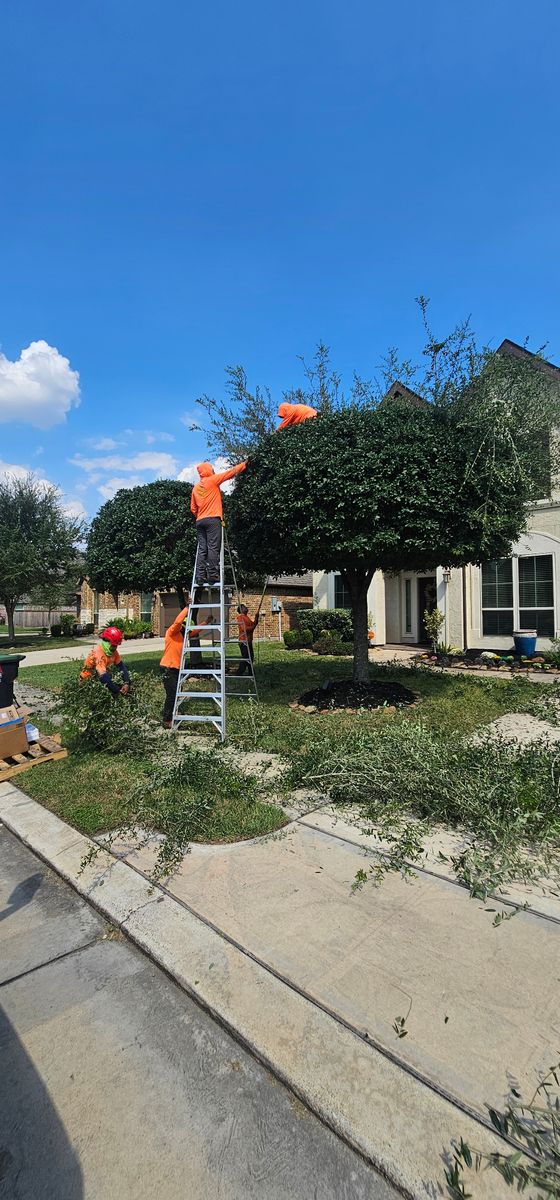 Tree Trimming for Servin's Tree Care  in Houston, TX