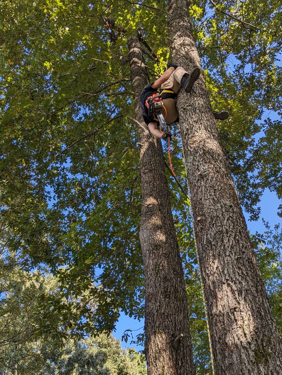 Tree Trimming for Affordable Tree Service TN in White House, TN