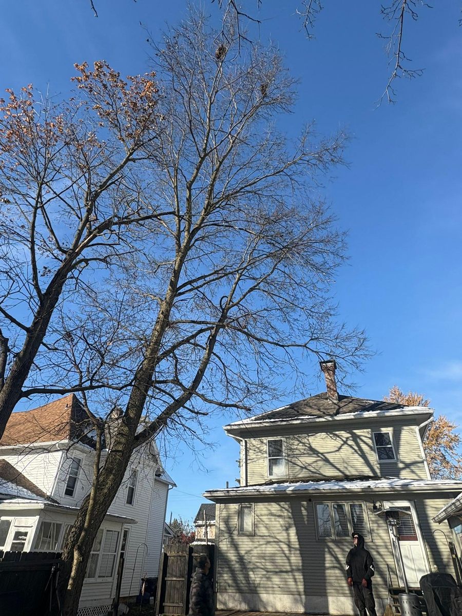 Tree Trimming for Dig-It Tree Company in Mason, OH