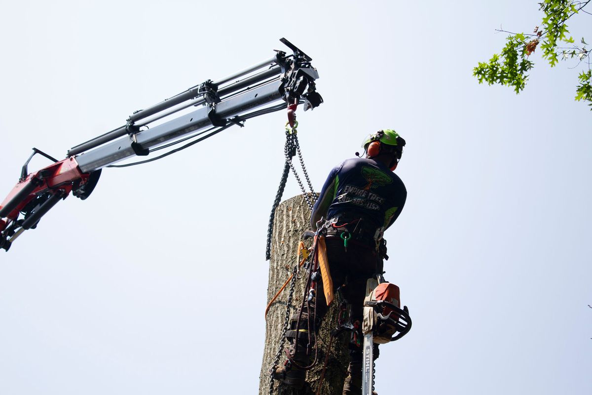 Commercial Tree Services for Empire Tree Services in Mechanicsville, MD