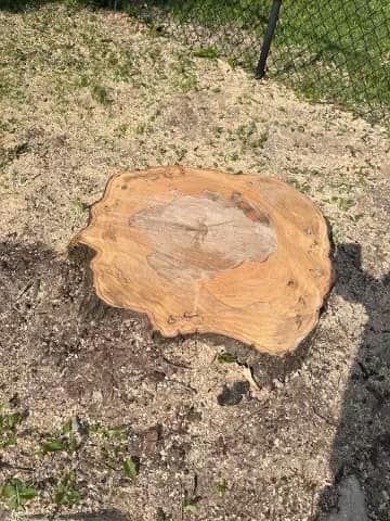 Stump Removal for A-1 Arbor Tech in Groveland, FL