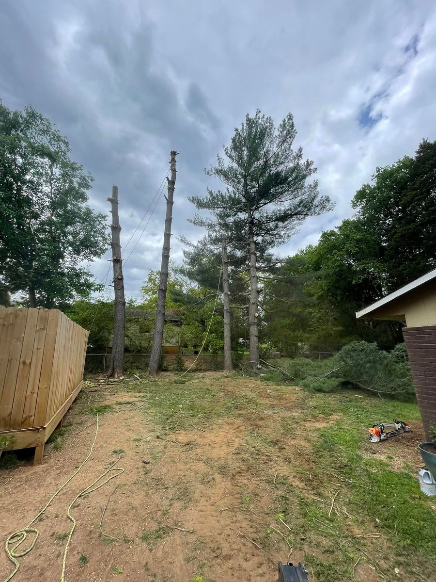 Tree Trimming for Lucky’s Tree Removal and Landscape Services in Knoxville, TN