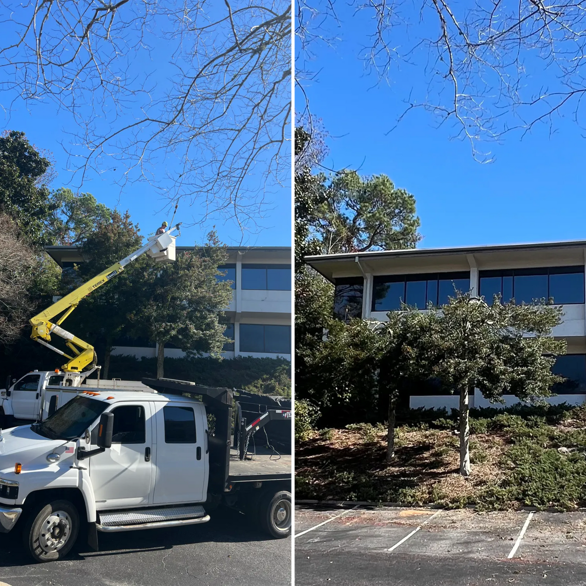 Tree Services for Southern Venom Services in Daphne, AL