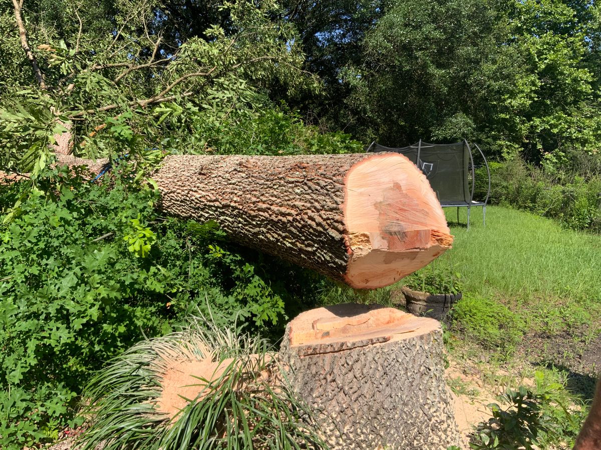 Tree Services for Broadway & McMullen Construction in Hattiesburg, MS