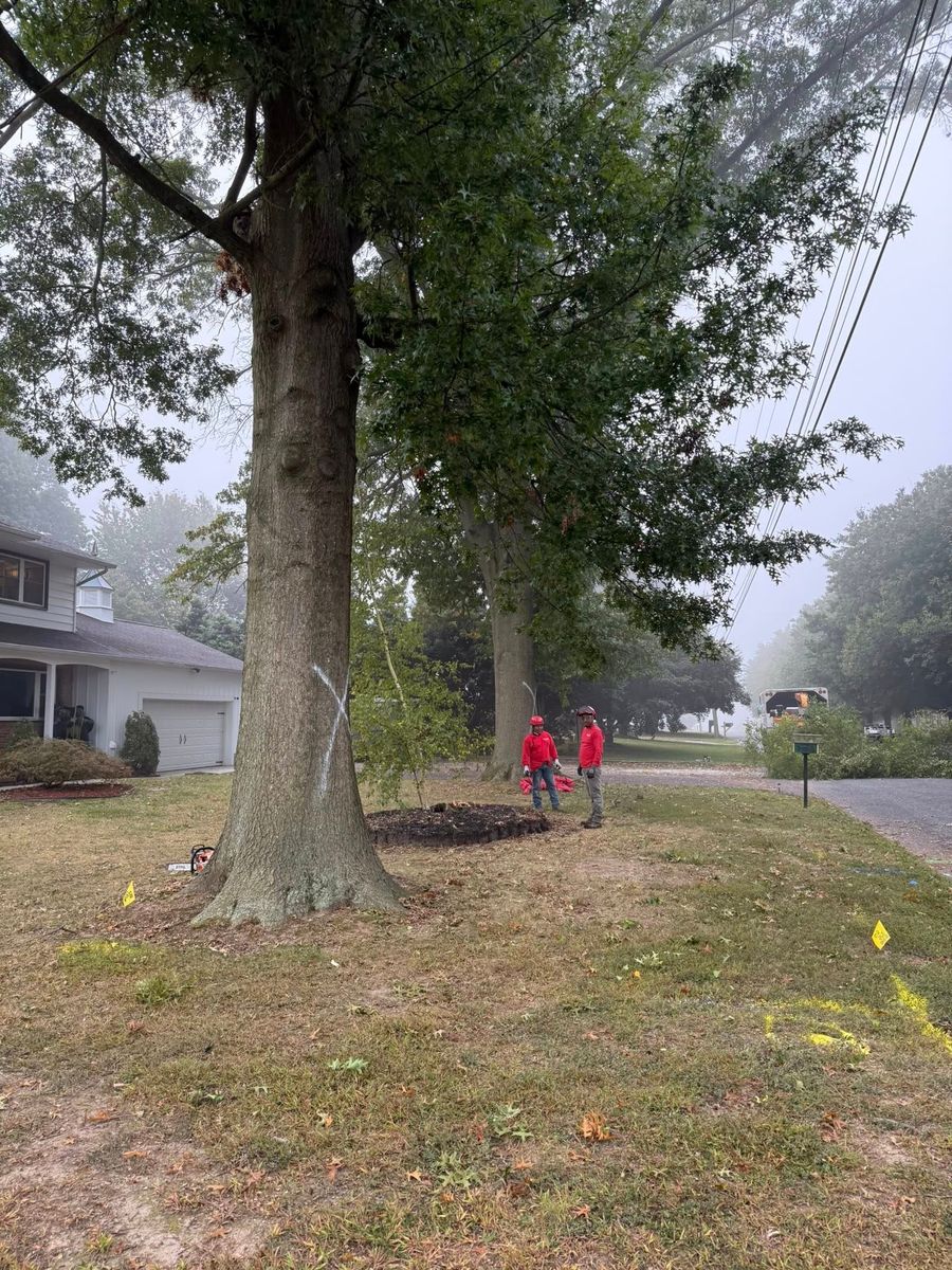 Climbing Services for Melnyk’s Tree Service in Salem County, NJ