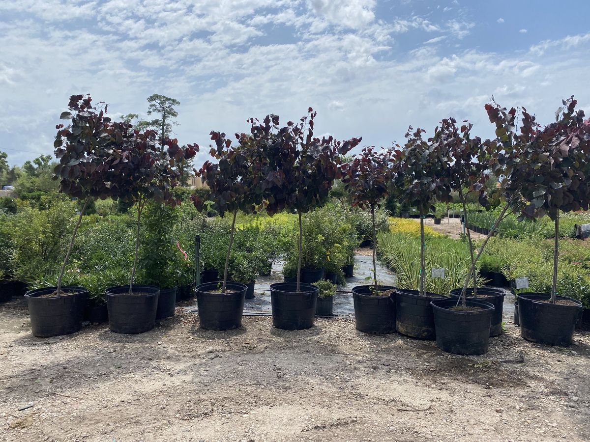 Landscape Installation for Atlas Land Design in Creekside Park, TX