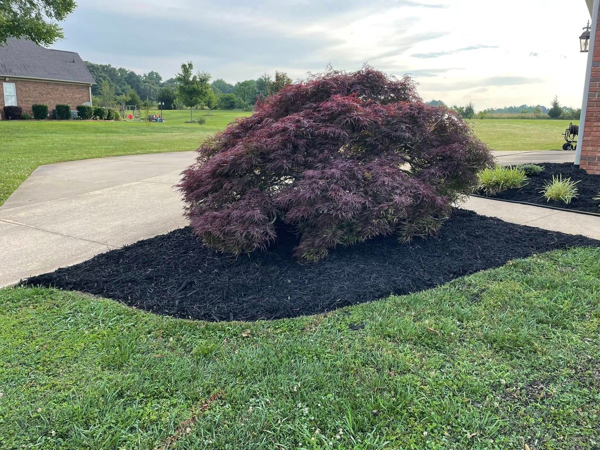 Tree & Shrub Care for Palmetto State Landscaping in Gaffney, SC