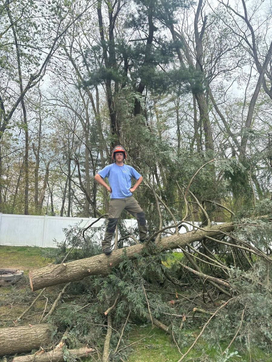 Tree Pruning for T's Trees in Albany, NY