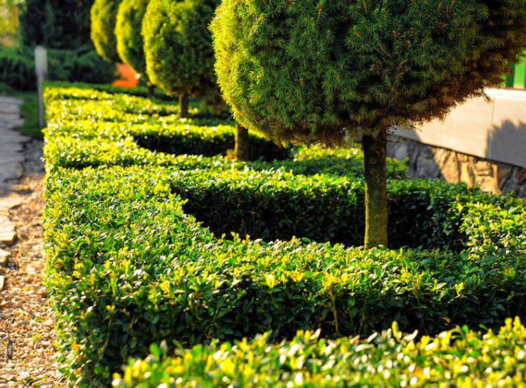 Tree & Shrub Care for Garcia Lawn Service & Landscaping in Lafayette, TN