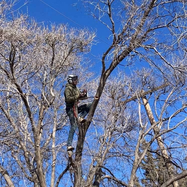 Tree Trimming for SMH Tree Service in Atwood, KS