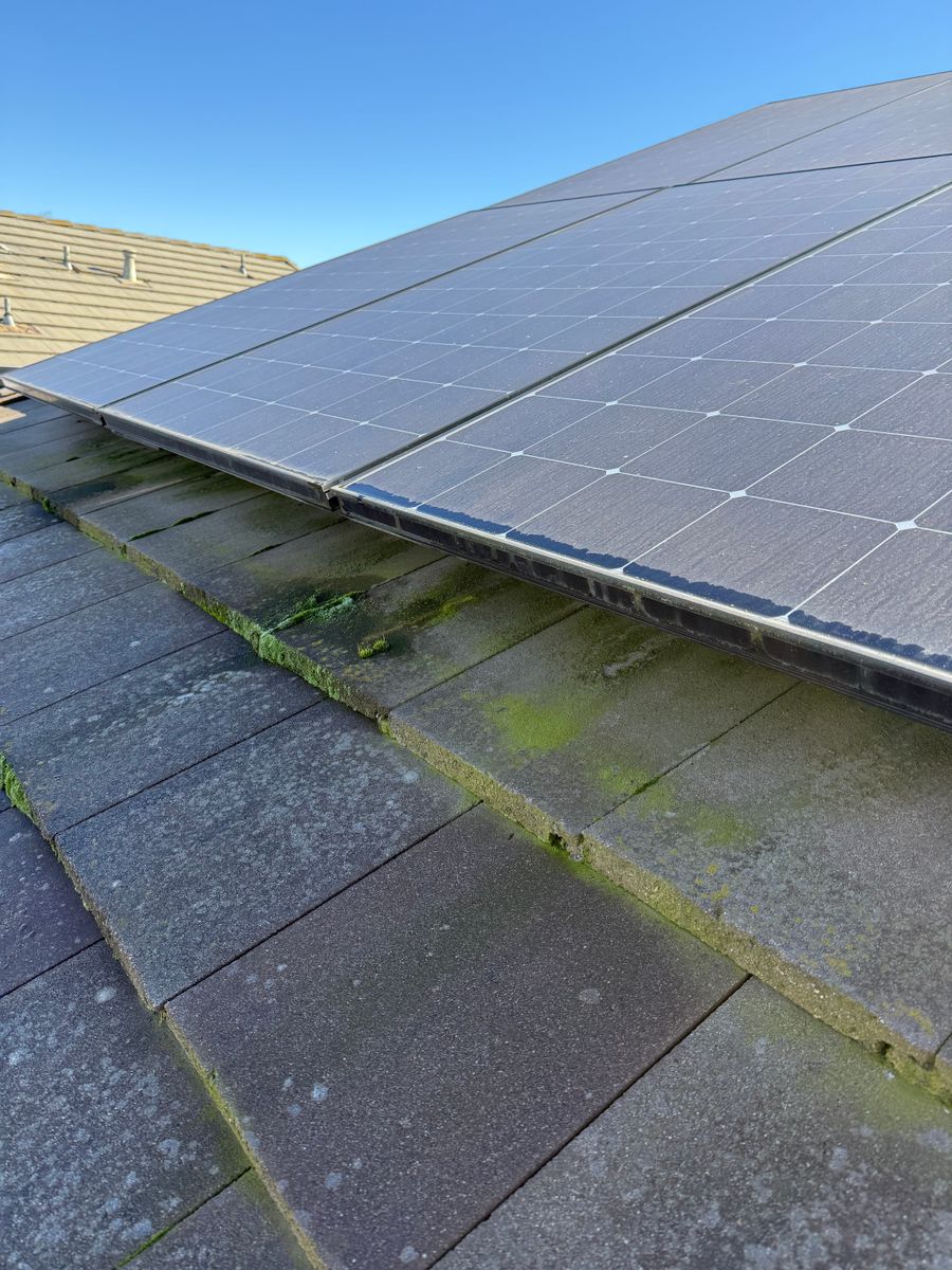Moss Removal for GGG Home Services in San Jose, CA