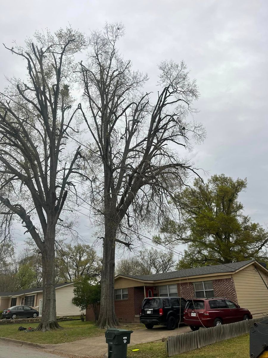 Tree Trimming for Banda’s Tree Service And Lawn Care in Tyler, TX
