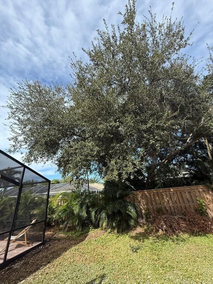 Tree Trimming for Damian’s Tree Care in Sarasota, FL