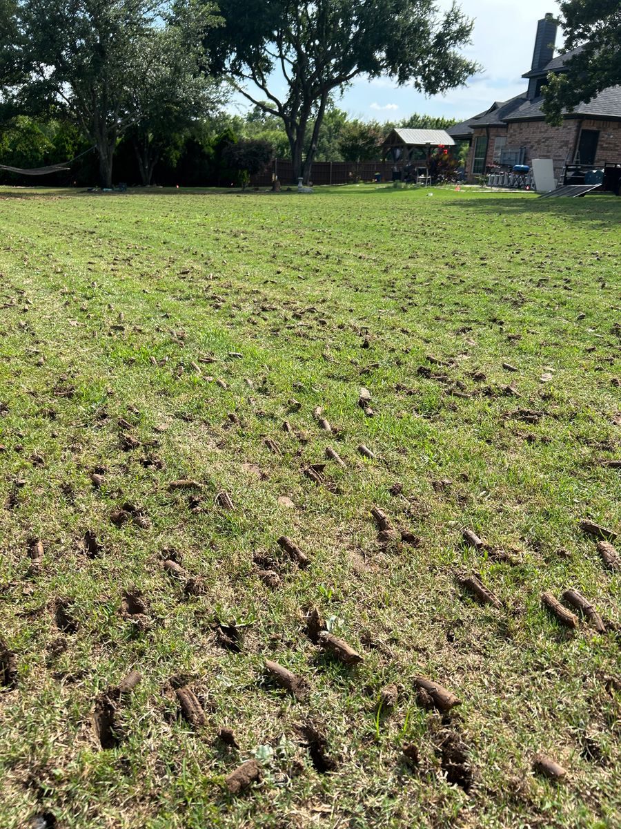 Winter green lawn package for North Texas Groundscaping in Frisco, TX