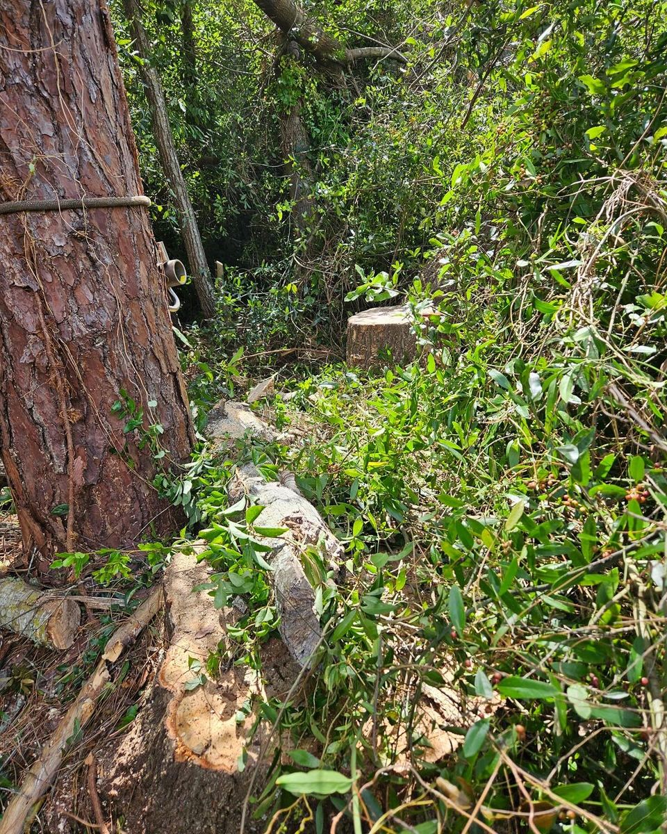 Tree Trimming & Removal for J & E Land Clearing, LLC. in Dunnellon, FL