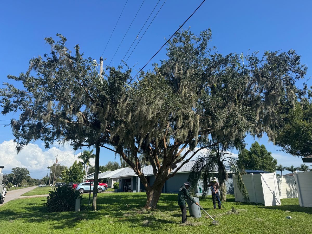 Tree Trimming for Adam's Tree and Stump Care in Sarasota, FL