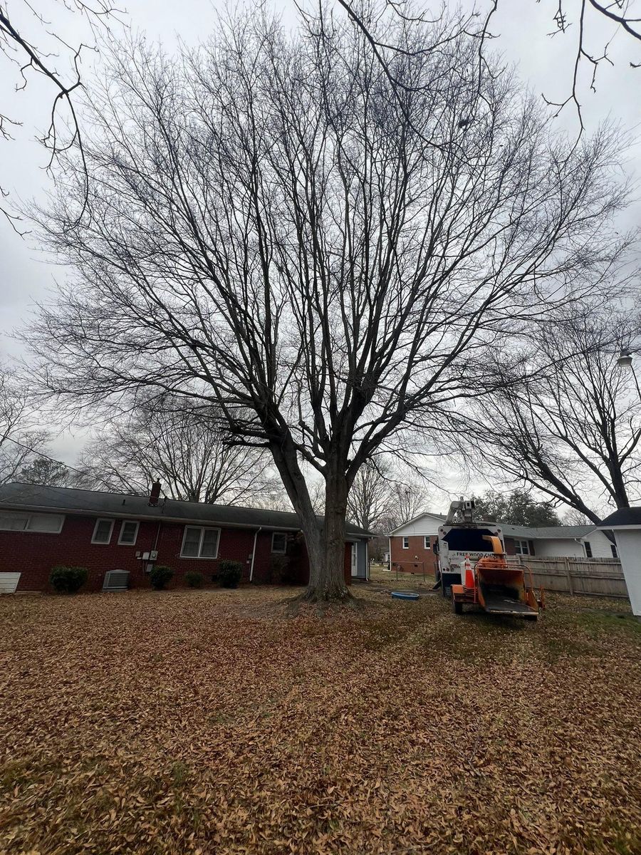 Tree Removal for Brooks Tree Service in Casar, NC