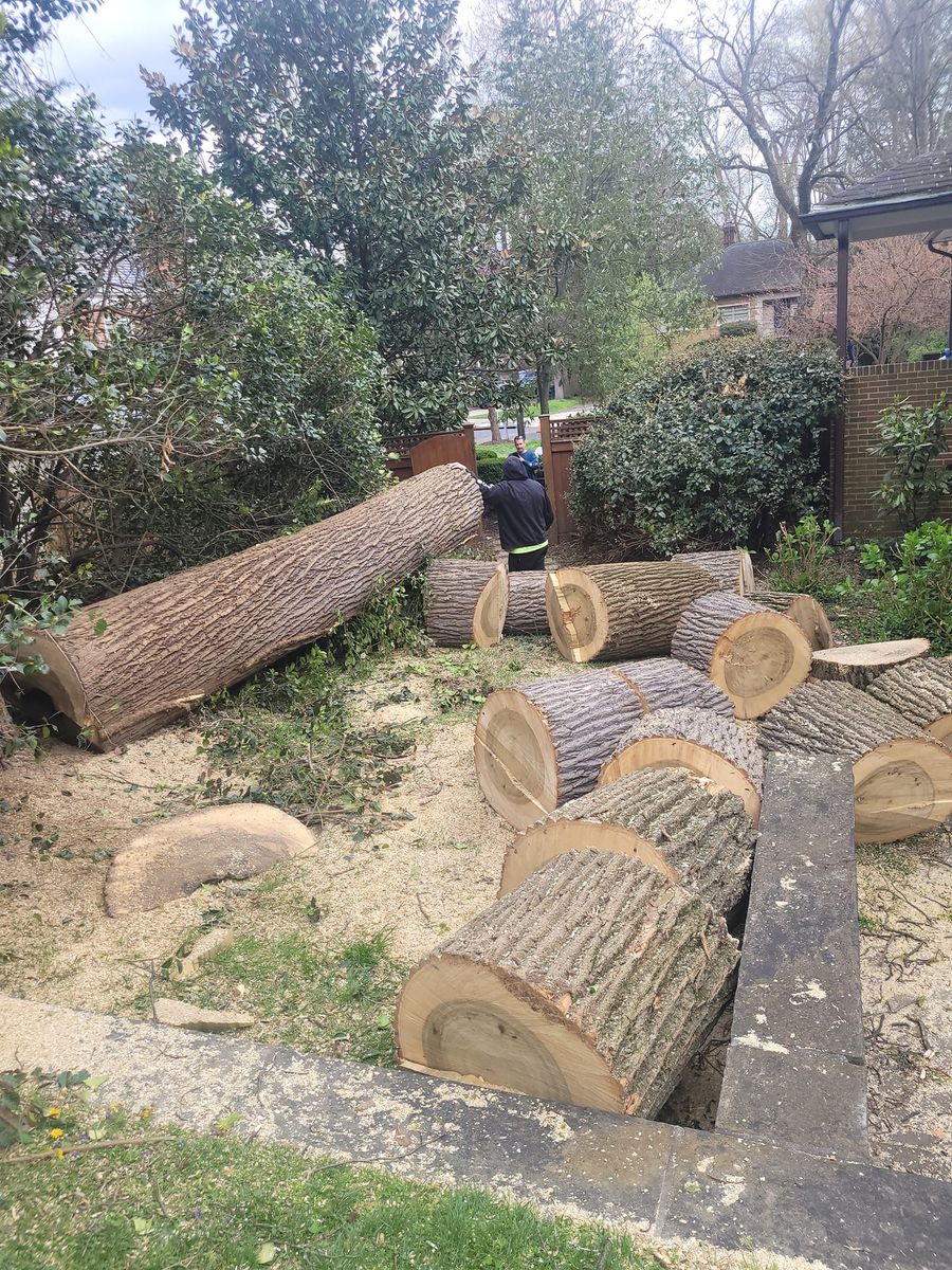 Tree Removal for Woody's Tree and Landscaping in Fredericksburg, VA