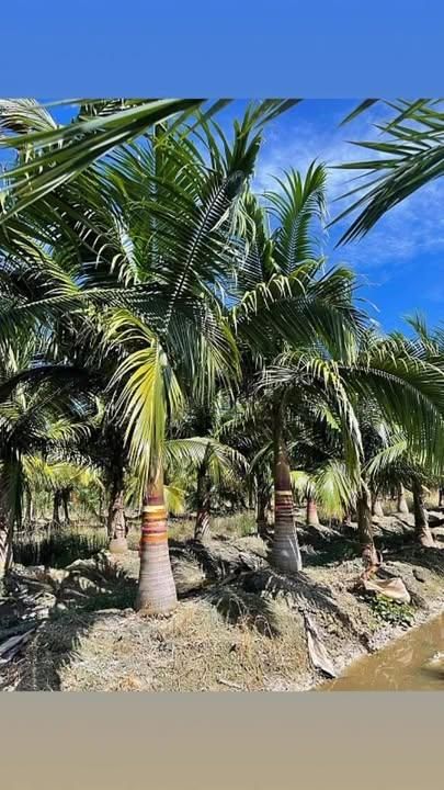 Landscape Design & Installation for Lawn Caring Guys in Cape Coral, FL