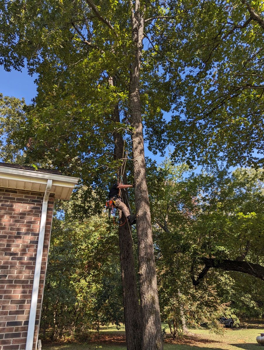 Tree Trimming for Affordable Tree Service TN in White House, TN