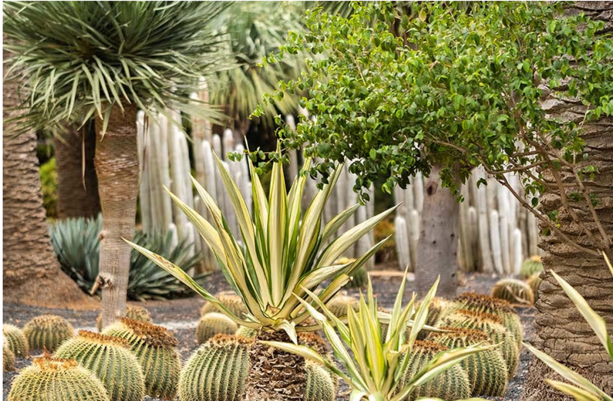 Xeriscaping for Citiscapes, LLC in Phoenix, AZ