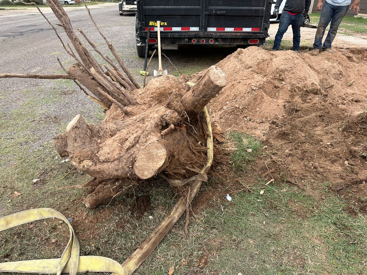 Stump Removal for Compas Cleanup in McCamey, TX