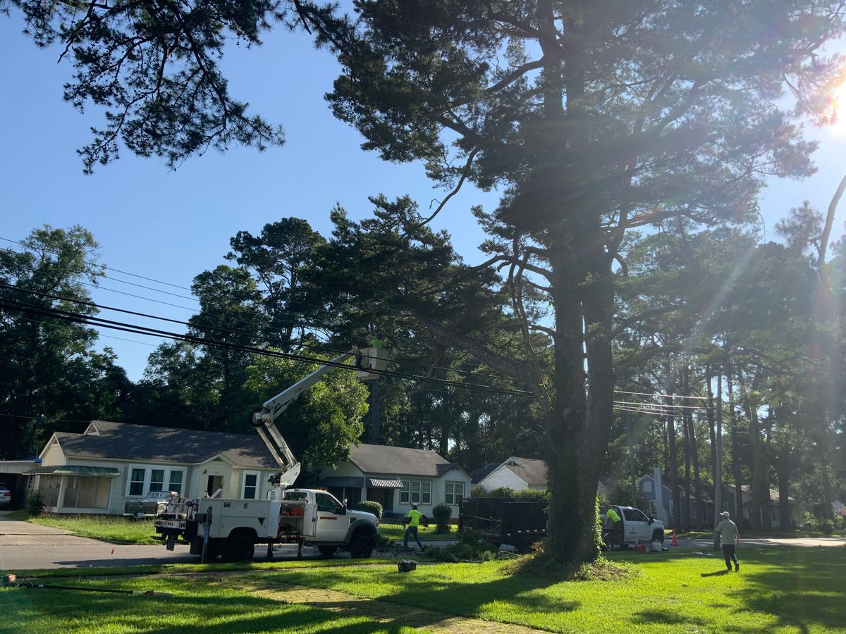 Tree Services for Broadway & McMullen Construction in Hattiesburg, MS