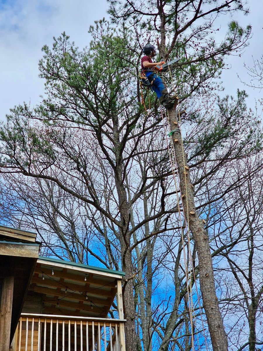 Tree Trimming for Settle Tree Services in Knoxville, TN