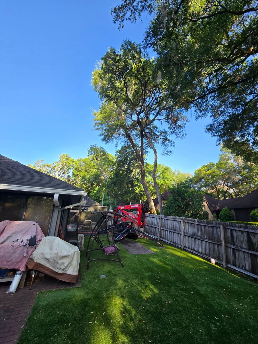 Tree Trimming for Near Me Tree Service, Inc. in DeLand, FL
