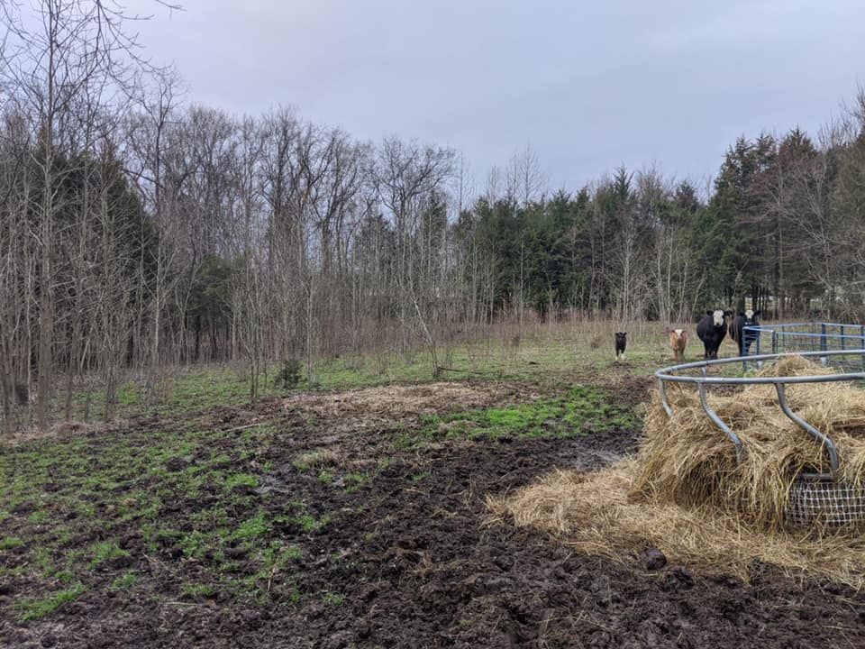 Property Line Clearing for Carolina Construction Services in Woodleaf, NC
