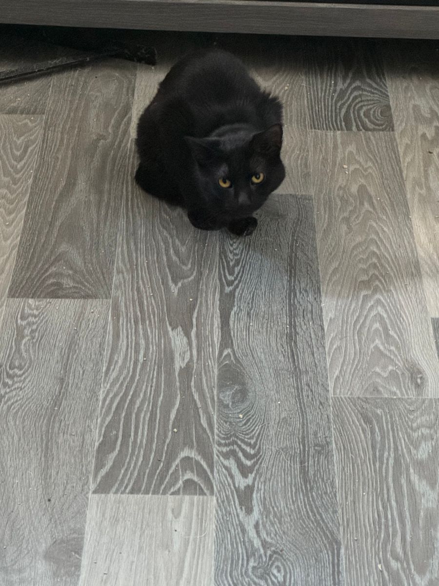 Brutus, Bruno & Betty Boop for Sullivan Sanctuary of Maine in Brunswick, ME