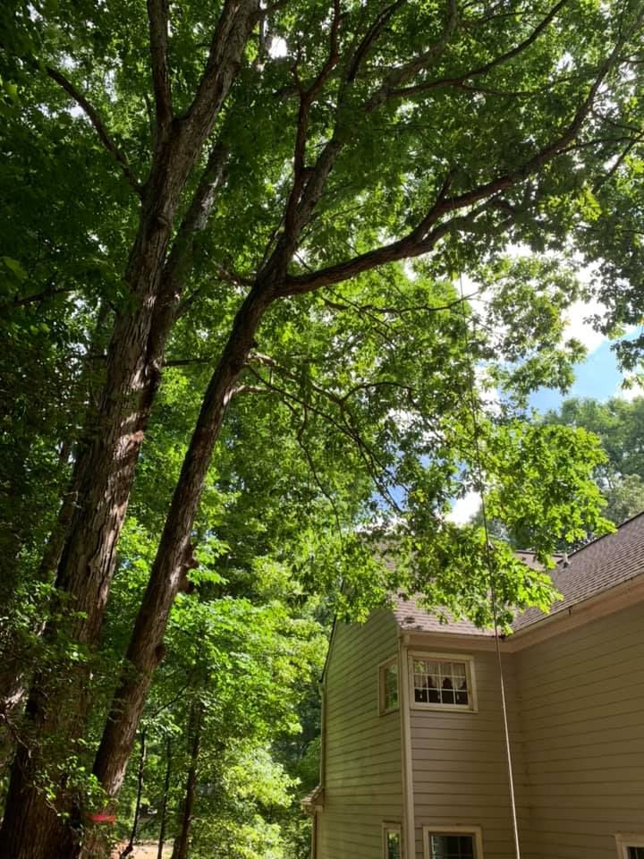 Tree Trimming for AB Tree Service in Raleigh, NC