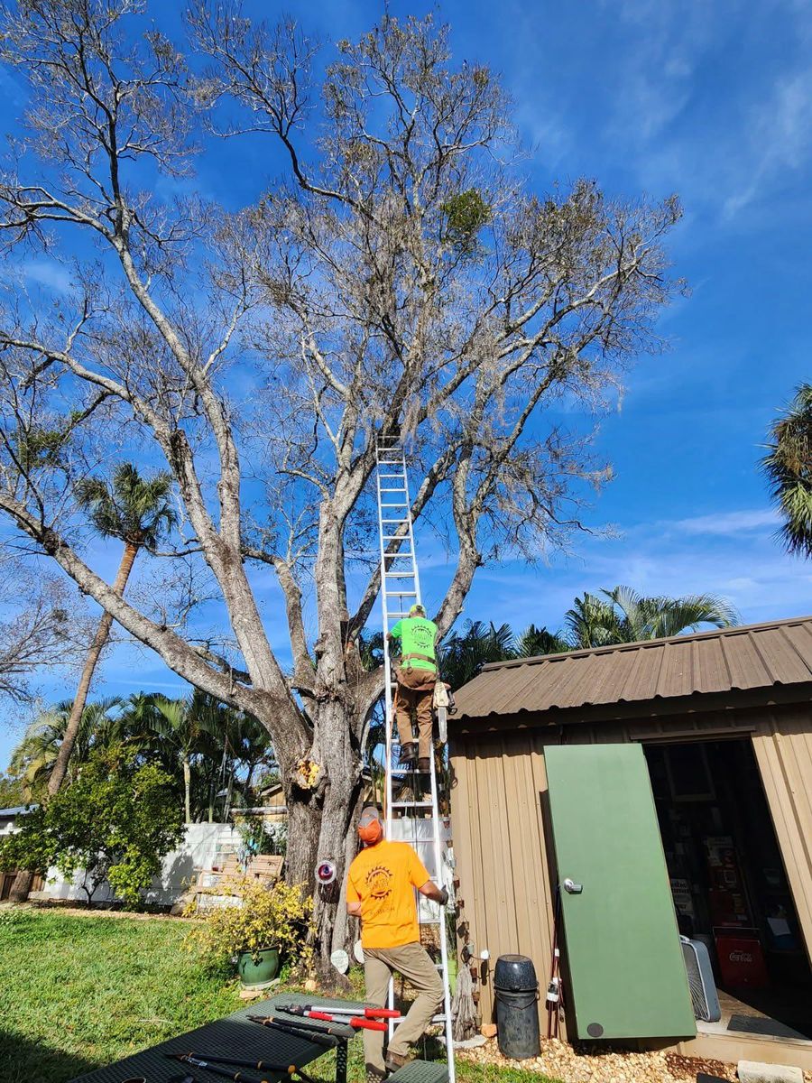 Tree Removal for Bills Tree Service in Valrico, FL