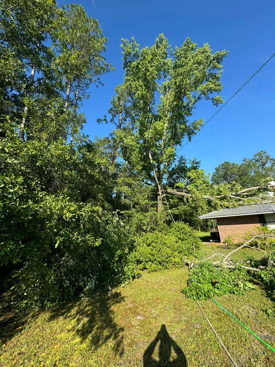 Stump Removal for B&C Tree Trimming Services in Jasper, FL