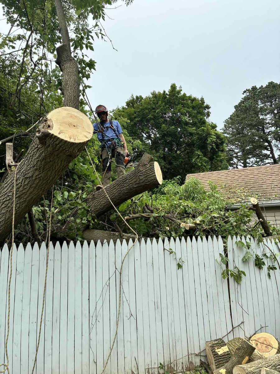 Tree Pruning for T's Trees in Albany, NY
