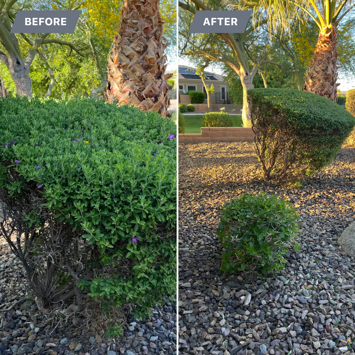 Tree & Shrub Care for Grand Canyon State Landscape Inc. in Surprise, AZ